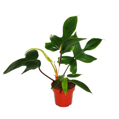 Philodendron Florida Beauty Green - Außergewöhnlicher Baumfreund - 12cm Topf