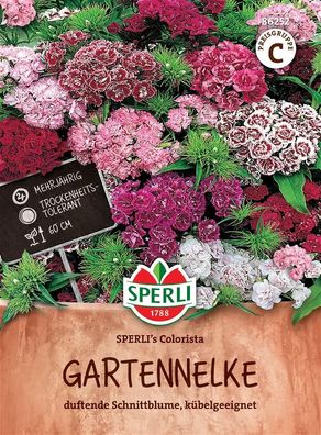Gartennelke ''SPERLI''s Colorista'' Duftblume, für Beet & Schnitt geeignet