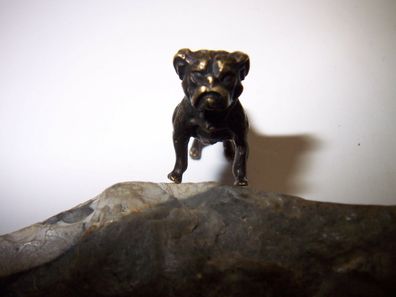 kleiner Bronze Bully Bulldog Bulldogge Hund Miniatur süss !