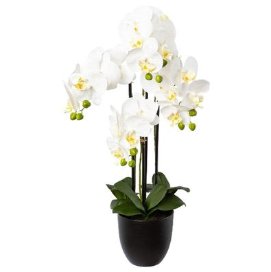 GASPER Schmetterlingsorchidee - Phalenopsis Weiß 4 Blütenrispen im Topf 69 cm - ...
