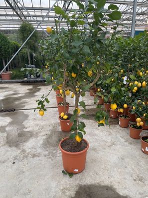 Tropictrees - Zitrusbaum - Citrus Limon- Höhe 160 cm - Zitronenbaum - Obstbaum
