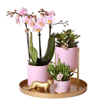 Komplettes Pflanzenset Goldfuß rosa | Grünes Pflanzenset mit rosa Phalaenopsis ...