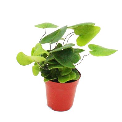 Mini-Pflanze - Hemionitis arifolia - Herzfarn - Ideal für kleine Schalen und Gläse...
