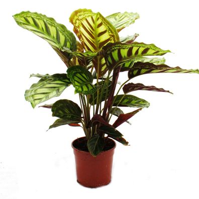 Schattenpflanze mit ausgefallenem Blattmuster - Calathea roseapicta - 14cm Topf - ...