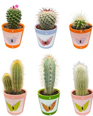 Kaktus-Mix - Höhe: 8-15cm (6 Stücke) - Schmetterling - Topfgröße: 7,5 cm