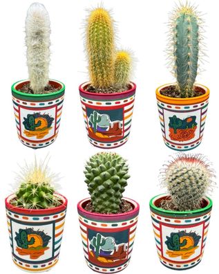 Kaktus-Mix - Höhe: 8-15cm (6 Stücke) - Mexico - Topfgröße: 7,5 cm