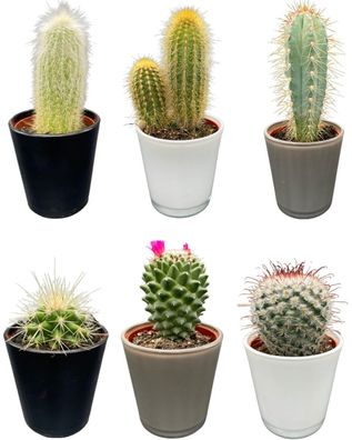 Kaktus-Mix - Höhe: 8-15cm (6 Stücke) - Modern - Topfgröße: 7,5 cm