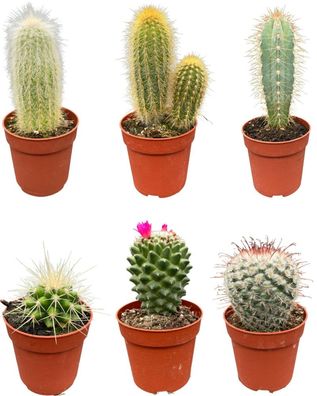 Kaktus-Mix - Höhe: 8-15cm (6 Stücke) - Normal - Topfgröße: 6,5 cm