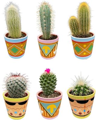 Kaktus-Mix - Höhe: 8-15cm (6 Stücke) - Picasso - Topfgröße: 7,5 cm