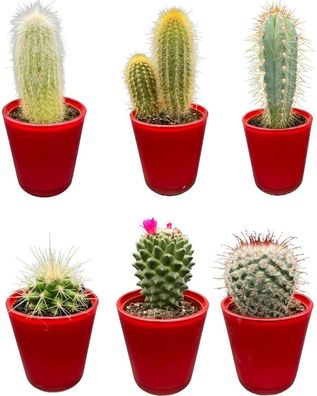 Kaktus-Mix - Höhe: 8-15cm (6 Stücke) - Rot - Topfgröße: 7,5 cm