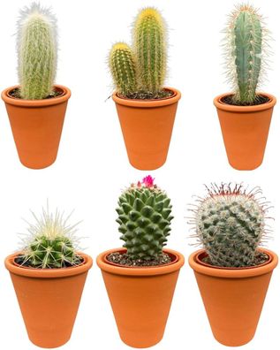 Kaktus-Mix - Höhe: 8-15cm (6 Stücke) - Terrakotta - Topfgröße: 7,5 cm