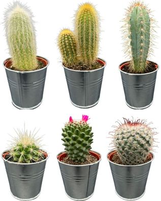 Kaktus-Mix - Höhe: 8-15cm (6 Stücke) - Zink - Topfgröße: 7,5 cm