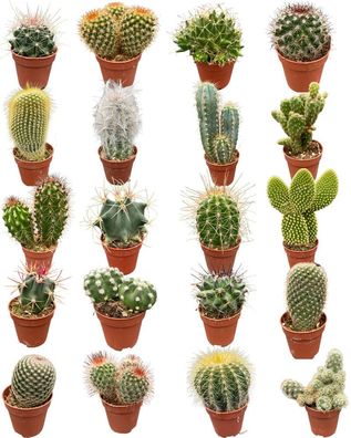 Kaktus Mix - Höhe: 6-12cm (20 Stücke) Topfgröße: 5.5cm