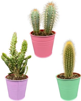 Kaktus-Mix - Höhe: 15-20cm (3 Stücke) - Gefärbtes Zink - Topfgröße: 9,5 cm