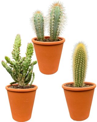 Kaktus-Mix - Höhe: 15-20cm (3 Stücke) - Terrakotta - Topfgröße: 9,5 cm