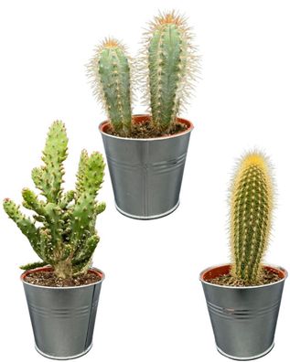 Kaktus-Mix - Höhe: 15-20cm (3 Stücke) - Zink - Topfgröße: 9,5 cm