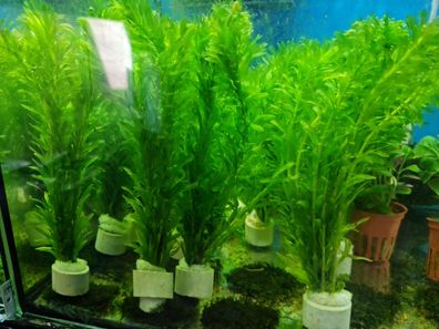 Egeria Densa - Wasserpest - Bundpflanze