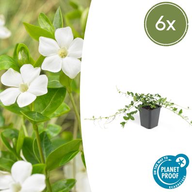 6x Vinca minor 'Alba' - 6x - Ø9cm - 10-25cm - Gartenpflanze - Multideal