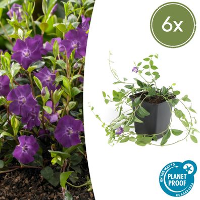 6x Vinca minor 'Atropurpurea' - 6x - Ø9cm - 10-25cm - Gartenpflanze - Multideal