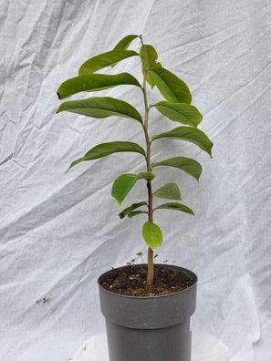 Annona muricata, Stachelanone, Guanabana im 16 cm Topf