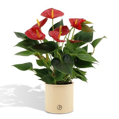 Anthurium andreanum Diamantrot inkl. PURE Zink - 45cm - Ø12