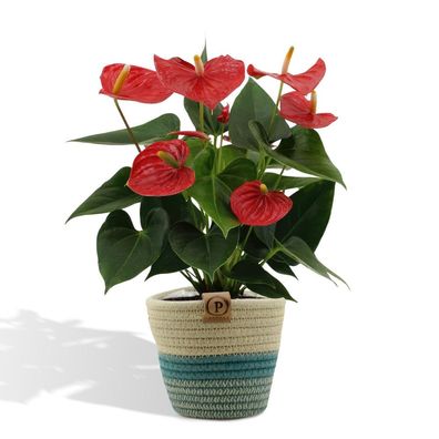 Anthurium andreanum Esudo inkl. PURE Korb - 45cm - Ø12