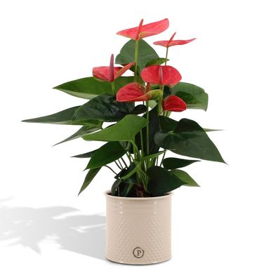 Anthurium andreanum Süßer Traum inkl. PURE Zink - 45cm - Ø12