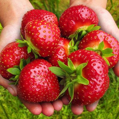 Erdbeerpflanzen GIGANT, sehr große Früchte, frühe Erdbeere, 10 Pflanzen FRIGO