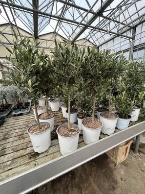 Olea europaea im Topf, Olivenbaum, 80-100cm