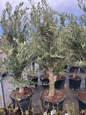Olivenbaum Olive 170 - 180 cm beste Qualität Olea Europaea Arbequina winterhart