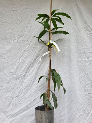 Mangobaum Mango Mangifera indica der Sorte Kensingten / Gepropft