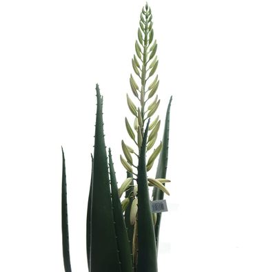 GASPER Aloe mit prächtigem Blütenstiel im Topf ca. 65 cm - Kunstblumen