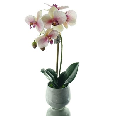 GASPER Schmetterlingsorchidee Creme & Rosa im Keramiktopf 36 cm - Kunstblumen