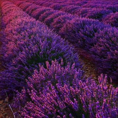 100 x Lavandula angustifolia ´Hidcote Blue´ (Lavendel)