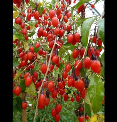 Lycium barbarum ´Sweet´ süße, rote Riesen Goji-Beere winterharte Pflanze 30-50cm