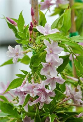 Jasminum stephanense - Rosa Jasmin - Pflanze 30-50cm bis -15°C Winterhart
