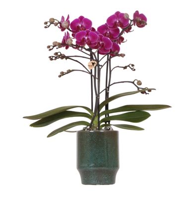 Kolibri Orchids | Lila Phalaenopsis Orchidee - Morelia Classy grün- Topfgröße |..