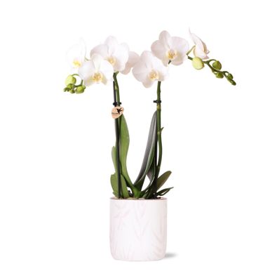 Kolibri Orchids | weiße Phalaenopsis-Orchidee - Amabilis + Blumentopf rosa - Topf..