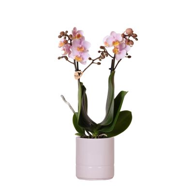 Kolibri Orchids | Rosa Phalaenopsis Orchidee - Andorra + Pastelltopf rosa - Topfgr..