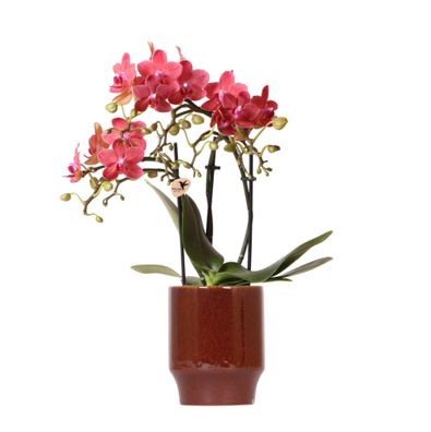 Kolibri Orchids | rote Phalaenopsis-Orchidee - Congo + Classy red- Topfgröße | b..
