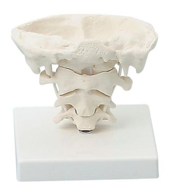 anatomisches Modell, Kopfgelenke, natürliche Größe