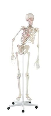 anatomisches Modell, Skelett mit beweglicher Wirbelsäule