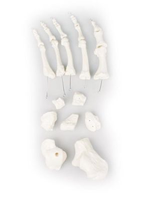 Fuß Knochen, Fußknochen, unmontiert, Knochensammlung Fuß