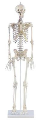 Skelett klein, Modell "Daniel", mit Muskelbemalung