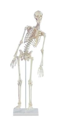Skelett Mini, Modell "Fred", mit beweglicher Wirbelsäule und Muskelbemalung