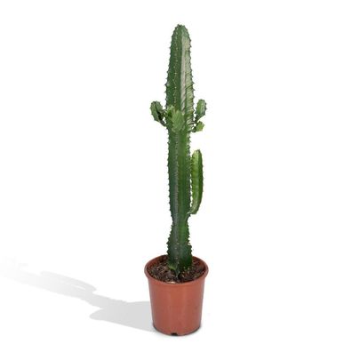 Euphorbia Acrurensis - Euphorbia Inges Acruensis - Cactus - Höhe: 50cm - Topfgröße: 1