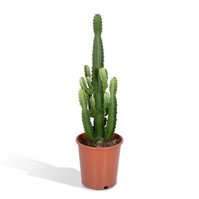 Euphorbia Inges Acruensis - Cactus - Höhe: 90cm - Topfgröße: 24cm