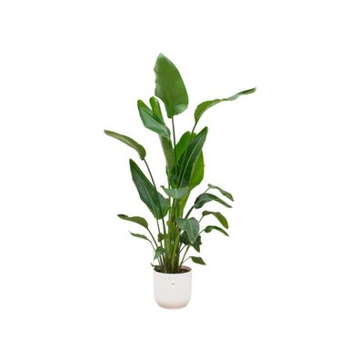 XXL Strelitzia zimmerfplanze inklusieve ELHO® topf (im 4 farben)