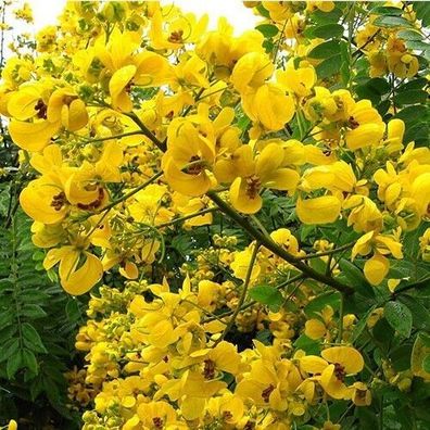 Pracht - Senna - Senna spectabilis Popcorn TREE - 10+ Samen - Seeds E 329