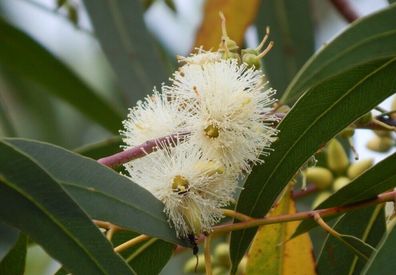 Zitroneneukalyptus - Eucalyptus citriodora - 25+ Samen Lemon-Scented Gum W 225